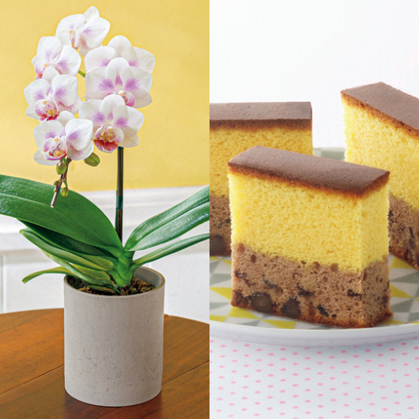 リーフ ミディ胡蝶蘭「パールホワイト」（SUSTEE付）＋和泉屋 カステラ「綺麗菓」 【母の日】 商品サムネイル
